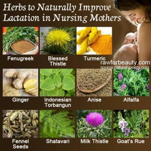 breastfeeding herbs