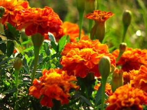 marigold