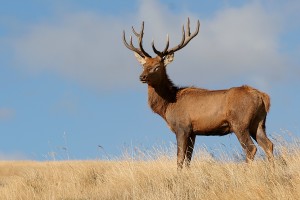 venison