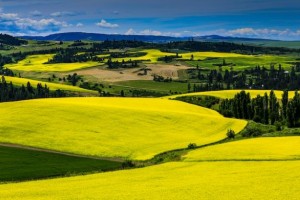 canola